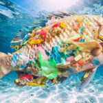 Construction Plastic Runoff Linked to Rising Microplastics Pollution in Freshwater Fish, Researchers Warn