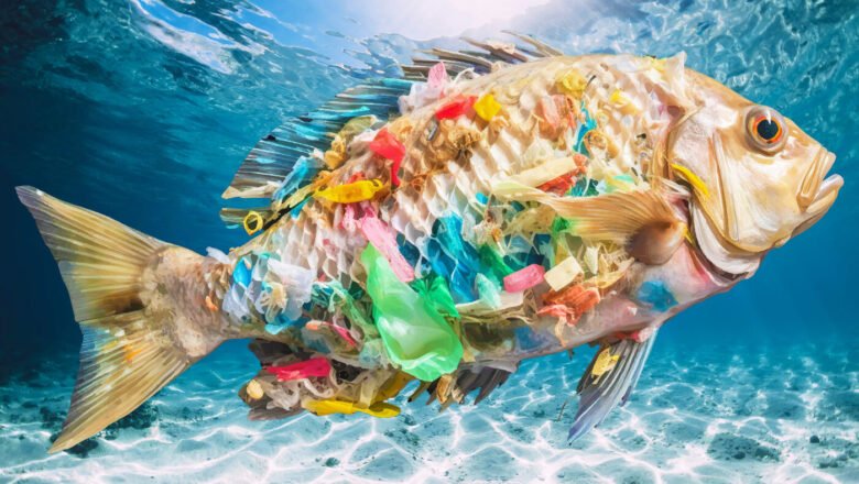 Construction Plastic Runoff Linked to Rising Microplastics Pollution in Freshwater Fish, Researchers Warn