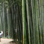 Urban Forests Can Lower City Temperatures by Nearly 2°C South Korean Study Finds