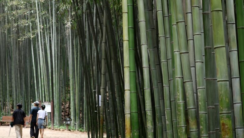 Urban Forests Can Lower City Temperatures by Nearly 2°C South Korean Study Finds