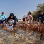 Saudi Arabia Highlights Mangroves Role in Climate Resilience and Biodiversity