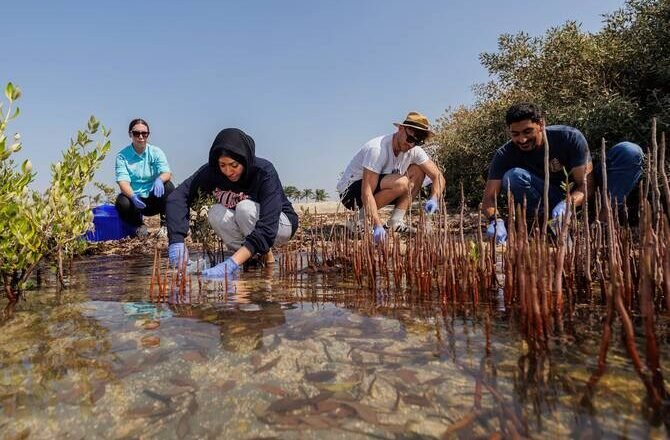 Saudi Arabia Highlights Mangroves Role in Climate Resilience and Biodiversity