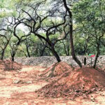 DDA Launches Restoration Drive to Plant 1.81 Lakh Native Trees in Delhi Ridge