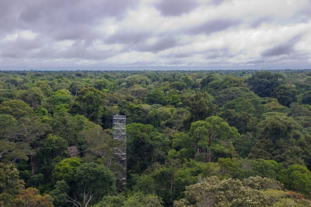 Climate Change Could Reshape Tropical Vegetation as Much as 3.3 Million Years of Natural Evolution Study Finds