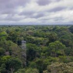 Climate Change Could Reshape Tropical Vegetation as Much as 3.3 Million Years of Natural Evolution Study Finds
