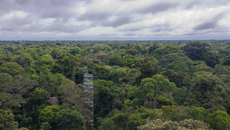 Climate Change Could Reshape Tropical Vegetation as Much as 3.3 Million Years of Natural Evolution Study Finds