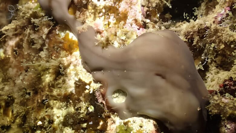 Sea Sponges show Promise for Restoring Polluted Harbours study Finds