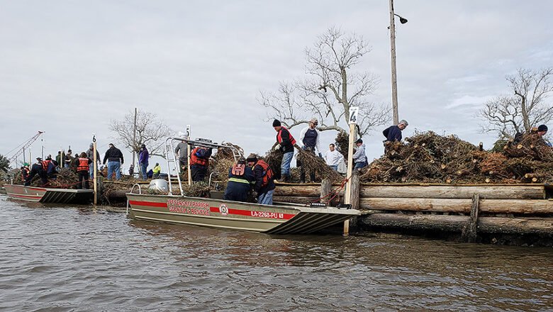 New Orleans Turns Discarded Christmas Trees into Wetlands to Fight Coastal Erosion