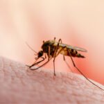 Distant Ocean Temperatures Could Help Predict Malaria Outbreaks in Malawi: Study