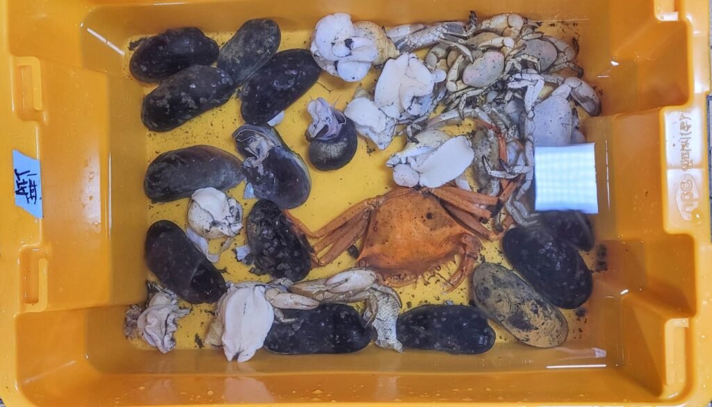 Microplastics Found in Deep Sea Snails and Mussels from Indian and Pacific oceans