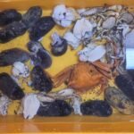 Microplastics Found in Deep Sea Snails and Mussels from Indian and Pacific oceans