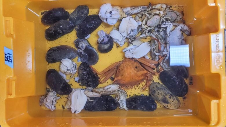 Microplastics Found in Deep Sea Snails and Mussels from Indian and Pacific oceans