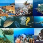 Deep Sea Snails and Mussels Found Contaminated with Microplastics in Indian and Pacific Oceans