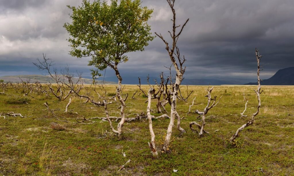Europe Forests Losing Biomass at Record Pace as Climate Change Weakens Carbon Sink