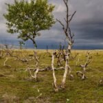 Europe Forests Losing Biomass at Record Pace as Climate Change Weakens Carbon Sink