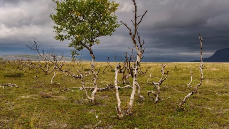 Europe Forests Losing Biomass at Record Pace as Climate Change Weakens Carbon Sink