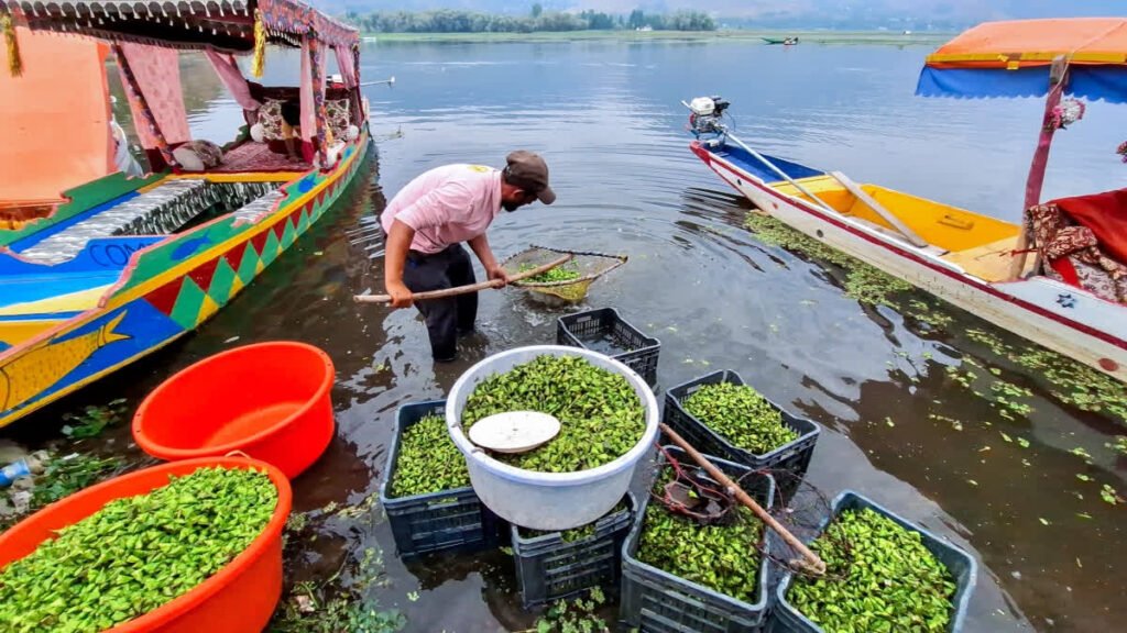 Heavy Metals Detected in Kashmir’s Water Chestnuts Study Raises Food Safety Concerns