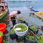 Heavy Metals Detected in Kashmir’s Water Chestnuts Study Raises Food Safety Concerns