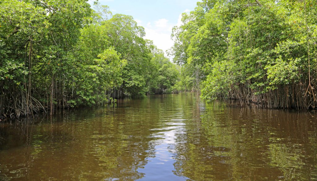Mangrove Forests are Expanding Globally Offering Hope for Coastal Protection and Climate Action
