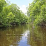 Mangrove Forests are Expanding Globally Offering Hope for Coastal Protection and Climate Action