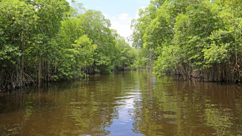 Mangrove Forests are Expanding Globally Offering Hope for Coastal Protection and Climate Action