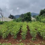 Roselle Crop Helps Odisha’s Tribal Communities Adapt to Climate change