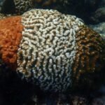 CMFRI Researchers Photography Coral Colonies Resembling Indian Tricolour