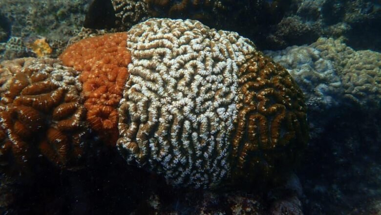 CMFRI Researchers Photography Coral Colonies Resembling Indian Tricolour
