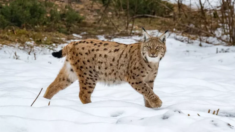 Eurasian lynx photographed at 17,400 feet in Sikkim