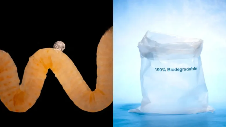 Animals Have Been Breaking Down Nature’s Biodegradable Plastic for Millions of Years