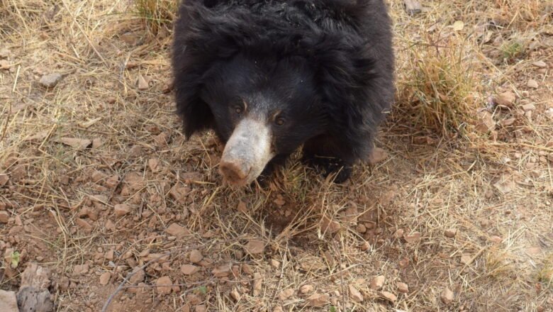 Sloth Bears Emerge as key Forest Architects in India’s Dry Deciduous Forests