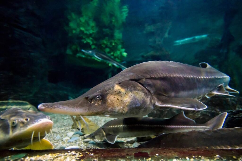 $186 Million Cleanup Transforms Polluted Minnesota Lake, Creates New Fish Spawning Habitat