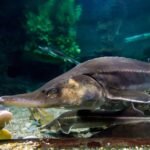 $186 Million Cleanup Transforms Polluted Minnesota Lake, Creates New Fish Spawning Habitat