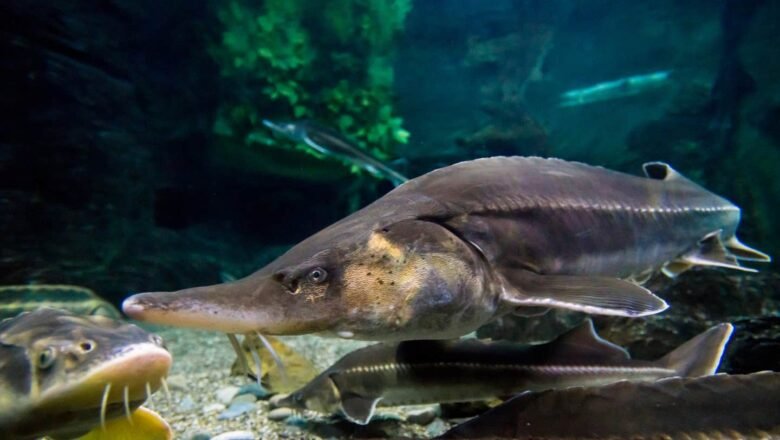 $186 Million Cleanup Transforms Polluted Minnesota Lake, Creates New Fish Spawning Habitat