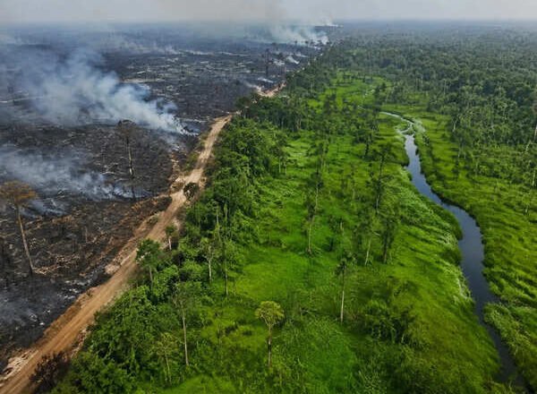 Indonesia Peatland Restoration Reduced Wildfire Risk During El Nino