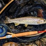 Oregon Treated Diamond Lake With Rotenone After Invasive Fish Caused Trout Fishery Collapse