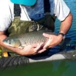 Florida Lake Cuts Invasive Hydrilla From 95% to Less Than 1% Using Grass Carp