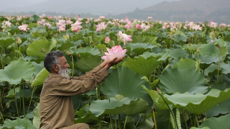 After Three Decades Lotus Blooms Again in Wular Lake Bringing Hope for Ecology and Livelihoods