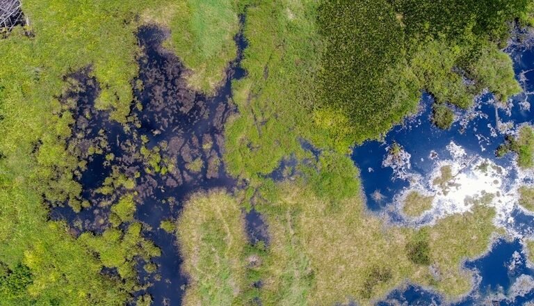 Peatland Restoration Cuts Wildfire Risk in Indonesia’s Tropical Forests