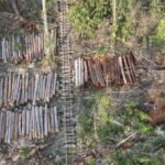 Zero Deforestation Pledges Cut Forest Loss but Study Finds Little Added Impact in Indonesia