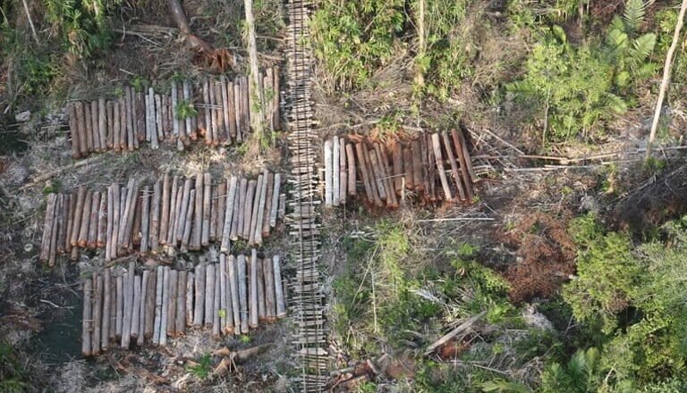 Zero Deforestation Pledges Cut Forest Loss but Study Finds Little Added Impact in Indonesia
