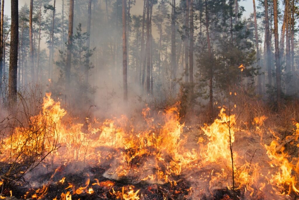 Super El Nino Could Threaten Global Food Water and Forests