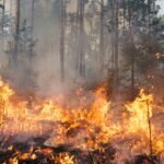 Super El Nino Could Threaten Global Food Water and Forests