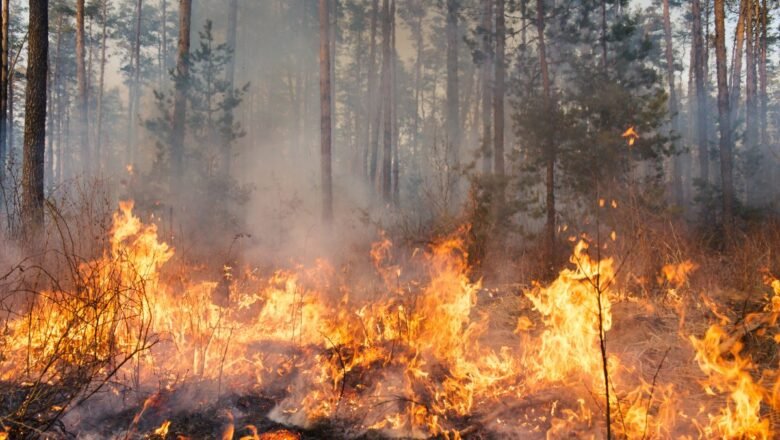 Super El Nino Could Threaten Global Food Water and Forests