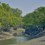 Sundarbans Ecological Decline Offers Warning of a Wider Delta Crisis