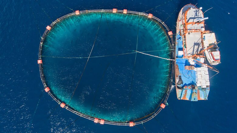 100–150 Eagle Rays Gather Beneath Tuna farm off Malta