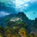 Less Than 2% of Oceans May be Effectively Protected New Research Finds