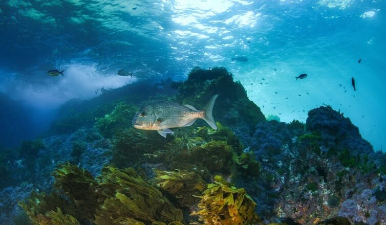 Less Than 2% of Oceans May be Effectively Protected New Research Finds