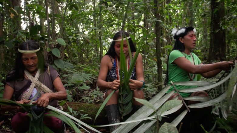 Indigenous Territories Protect Ecuador’s Amazon Forests as Effectively as Formal Reserves