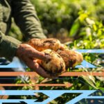 Food, Water and Energy Insecurity Could Widen Sharply by 2050 MIT Study Finds